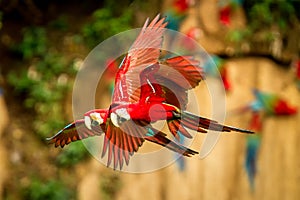 Red parrot in flight. Macaw flying, green vegetation in background. Red and green Macaw in tropical forest