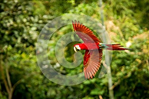 Red parrot in flight. Macaw flying, green vegetation in background. Red and green Macaw in tropical forest