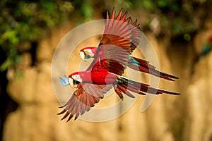 Red parrot in flight. Macaw flying, green vegetation in background. Red and green Macaw in tropical forest