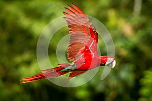 Red parrot in flight. Macaw flying, green vegetation in background. Red and green Macaw in tropical forest