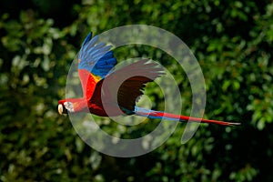 Red parrot in fly. Scarlet Macaw, Ara macao, in tropical forest, Costa Rica, Wildlife scene from tropic nature. Red bird in the fo photo