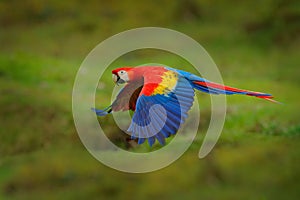 Red parrot in forest. Macaw parrot flying in dark green vegetation. Scarlet Macaw, Ara macao, in tropical forest, Costa Rica. Wild