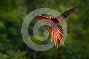 Red parrot in forest. Macaw parrot flying in dark green vegetation. Scarlet Macaw, Ara macao, in tropical forest, Costa Rica. Wild