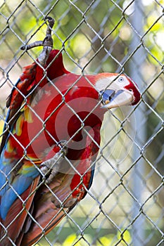 Red Parrot Gold Macaw living in captivity in Manaus zoo. Brazil