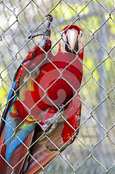 Red Parrot Gold Macaw living in captivity in Manaus zoo. Brazil