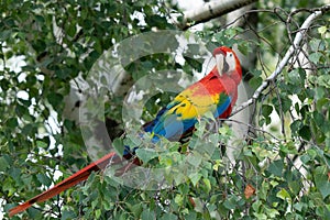 Red parrot in green vegetation. Scarlet Macaw, Ara macao,