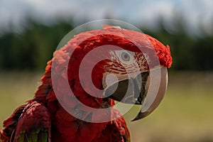 Red parrot in green vegetation. Scarlet Macaw, Ara macao,