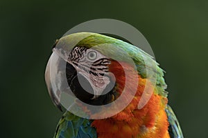 Red parrot in green vegetation. Scarlet Macaw, Ara macao,