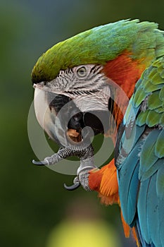 Red parrot in green vegetation. Scarlet Macaw, Ara macao,