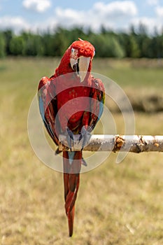 Red parrot in green vegetation. Scarlet Macaw, Ara macao,