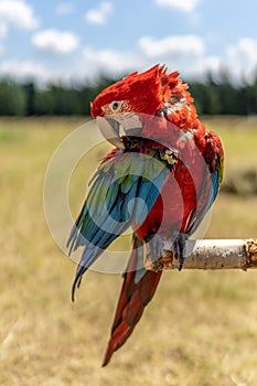 Red parrot in green vegetation. Scarlet Macaw, Ara macao,