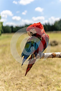 Red parrot in green vegetation. Scarlet Macaw, Ara macao,