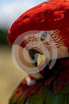 Red parrot in green vegetation. Scarlet Macaw, Ara macao,