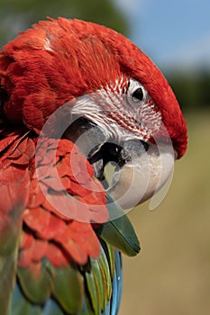 Red parrot in green vegetation. Scarlet Macaw, Ara macao,