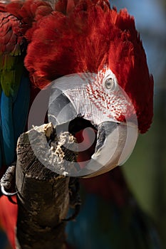 Red parrot in green vegetation. Scarlet Macaw, Ara macao,
