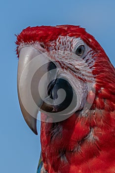 Red parrot in green vegetation. Scarlet Macaw, Ara macao,