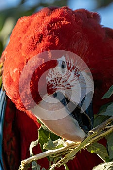 Red parrot in green vegetation. Scarlet Macaw, Ara macao,