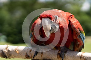 Red parrot in green vegetation. Scarlet Macaw, Ara macao,