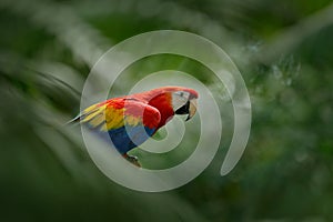 Red parrot in green vegetation. Scarlet Macaw, Ara macao, in dark green tropical forest, Costa Rica, Wildlife scene from tropic na