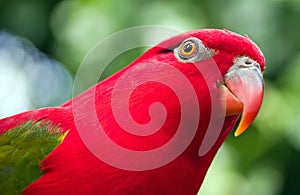 Red parrot with green wings