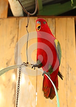 Red parrot with green and yellow wings