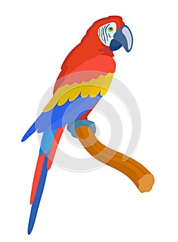 Red parrot, illustration