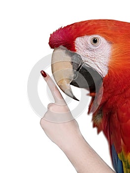 red parrot with index finger isolated on white photo