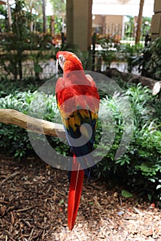Red parrot, Jungle Island, Miami, Florida