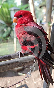a red parrot in a landlord& x27;s garden in Semarang