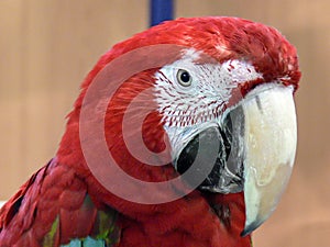 Red parrot with large white beak photo