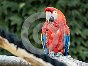 Red parrot in Le Cornell animal park