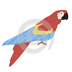 Red parrot macaw isolated on white background. parrots as pets. exotic tropical birds. vector flat.