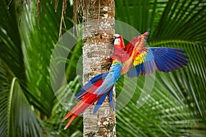 Red parrot Macaw parrot fly in dark green vegetation. Scarlet Macaw, Ara macao, in tropical forest, Costa Rica.