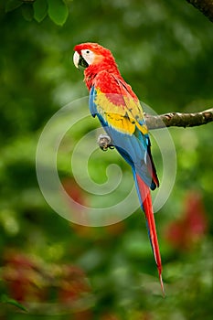 Red parrot Macaw parrot Scarlet Macaw, Ara macao, in tropical forest, Costa Rica.