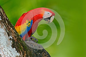 Red parrot in the nest hole. Parrot Scarlet Macaw, Ara macao, in dark green tropical forest, Costa Rica, Wildlife scene from tropi photo