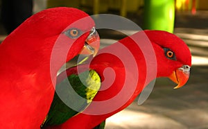 Red Parrot Pair