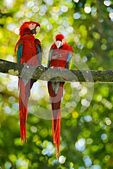 Red parrot pair love in dark green vegetation. Scarlet Macaw, Ara macao, in tropical forest, Brazil. Wildlife scene from nature.