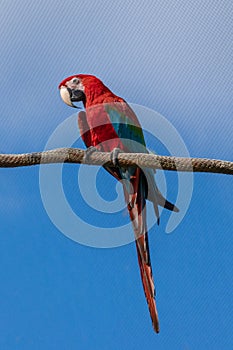 Red parrot perched on rope.