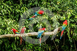 Red parrot in perching on branch, green vegetation in background. Red and green Macaw in tropical forest, Peru, Wildlife scene