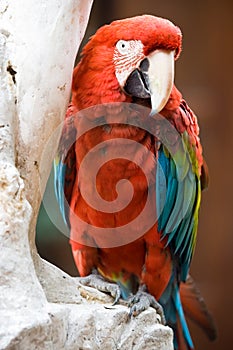 Red parrot, Peru