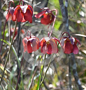 Red Parrot Pitcher Plant flowers in the Okefenokee Swamp National Wildlife Refuge, Georgia