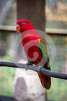 Red parrot popinjay with green yellow and blue wing feathers in Malaysia