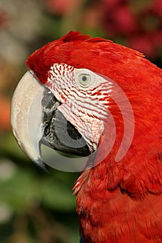 Red parrot portrait