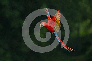 Red parrot in rain. Macaw parrot fly in dark green vegetation. Scarlet Macaw, Ara macao, in tropical forest, Costa Rica, Wildlife