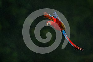 Red parrot in rain. Macaw parrot fly in dark green vegetation. Scarlet Macaw, Ara macao, in tropical forest, Costa Rica, Wildlife