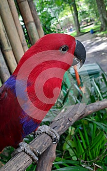 Red parrot