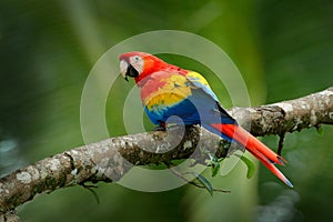 Red parrot Scarlet Macaw, Ara macao, bird sitting on the branch, Brazil. Wildlife scene from tropical forest. Beautiful parrot on