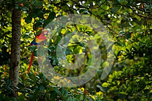 Red parrot Scarlet Macaw, Ara macao, bird sitting on the branch, Costa rica. Wildlife scene from tropical forest. Beautiful parrot