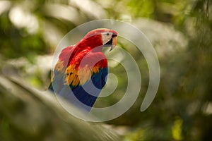 Red parrot Scarlet Macaw, Ara macao, bird sitting on the branch,Tarcoles river, Costa Rica. Wildlife scene from tropical forest.