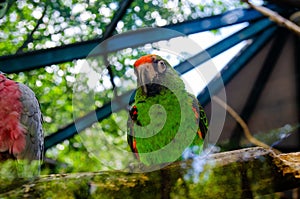 Red parrot Scarlet Macaw, Ara macao, bird sitting on the pal tree trunk, Panama. Wildlife scene from tropical forest. Beautiful